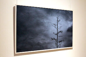 Auf dem Bild zu sehen: Ein kahler Baum in der Dunkelheit.