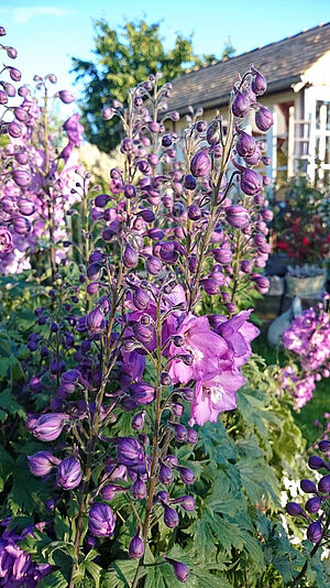 Blumen blühen in einem Garten.