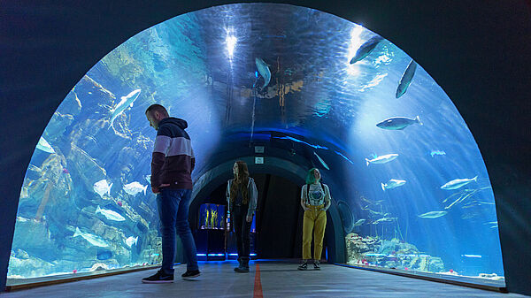 Ein Aquarium wölbt sich wie ein Tunnel im Raum. Das Licht darin schimmert blau-grün. Ein Mann steht vor dem Glas und betrachtet die Fische.