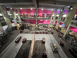 Blick in die Halle der Saurierausstellung. 