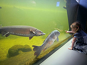 Ein Mädchen hockt vor einem raumhohen Aquarium. Darin schimmert grün das Wasser. Zwei Fische schwimmen an der Scheibe entlang. Das Mädchen zeigt mit dem Finger auf sie.