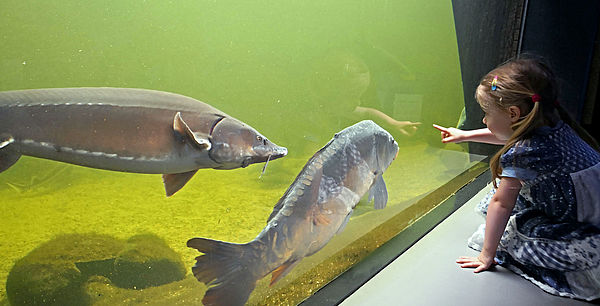 Ein Mädchen hockt vor einem raumhohen Aquarium. Darin schimmert grün das Wasser. Zwei Fische schwimmen an der Scheibe entlang. Das Mädchen zeigt mit dem Finger auf sie.