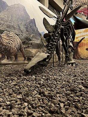 Ein Dinosaurier-Skelett. 