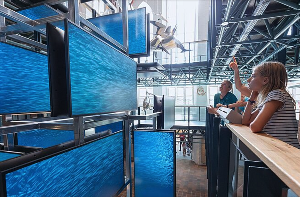 Ein Fischschwarm auf einem Bildschirm. Zu sehen im Meeresmuseum.