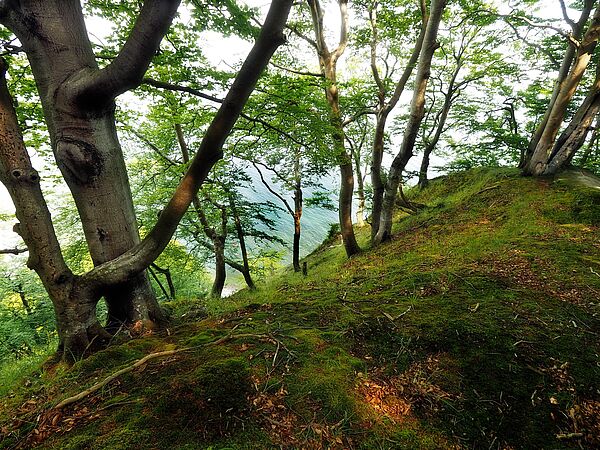 An einem Hang an der Steilküste stehen ungefähr zehn Buchen. Der Blick fällt hinab auf die Ostsee.