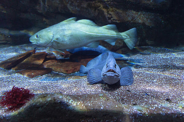 Zwei Fische schwimmen im Aquarium.