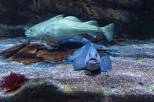 Zwei Fische schwimmen im Aquarium.