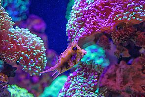 Horn-Kofferfisch im Lebensraum Great Barrier Reef.