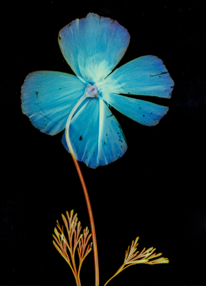 Ein Mohn. Mit blauer Blüte auf schwarzem Hintergrund. 