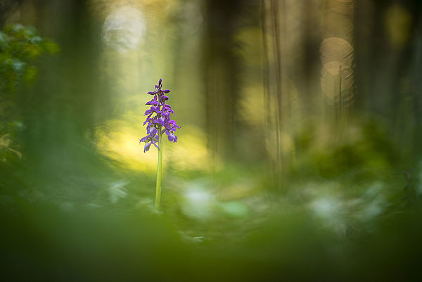  Ein lilafarbenes Manns-Knabenkraut steht im Wald. Die Pflanze ist deutlich und scharf zu erkennen. Bäume, Wiese und Licht daneben und im Hintergrund sind verschwommen.