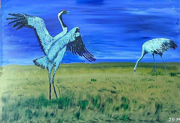 Zwei Kraniche. Sie stehen auf eine Wiese. Ein Kranich pickt im Gras. Der andere öffnet seine Flügel. Der Himmel ist dunkelblau.