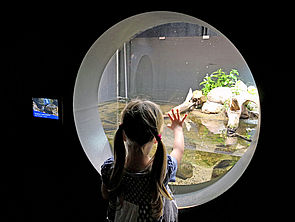 Ein Mädchen steht vor einer runden Scheibe und schaut in ein beleuchtetes Aquarium.