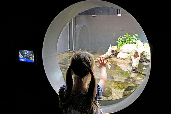 Ein Mädchen steht vor einer runden Scheibe und schaut in ein beleuchtetes Aquarium.
