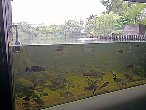 In einem Aquarium schwimmen Fische.