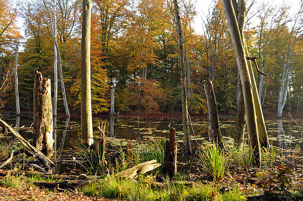 Ein Moor mit abgestorbenen und umgekippten Baumstämmen im Sommer.