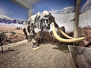 Ein Mammutskelett.