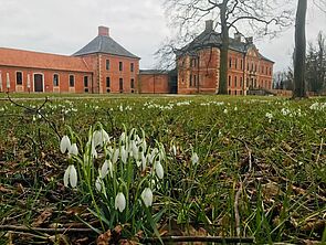 Nahaufnahme von Schneeglöckchen auf einer Wiese. Im Hintergrund steht das Schloss Bothmer.