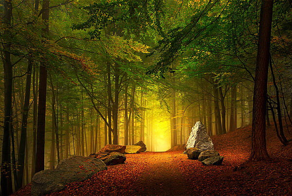 Ein Waldweg. Links und rechts liegen große Steine und stehen Bäume. Das Ende des Weges leuchtet gelb.