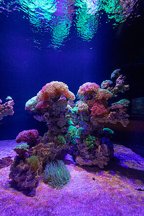 Bunte Korallen im Great Barier Reef.