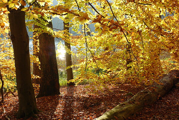 Buchenwald im Herbst mit bunten Blättern, durch die die Sonnenstrahlen brechen.