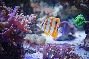 Kupferstreifen-Pinzettfisch im Aquarium.