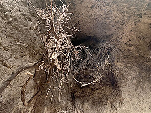 Ein Ausstellungsraum. Seine Wände und Decken sehen aus wie unter der Erde. An der Decke hängen Wurzeln.