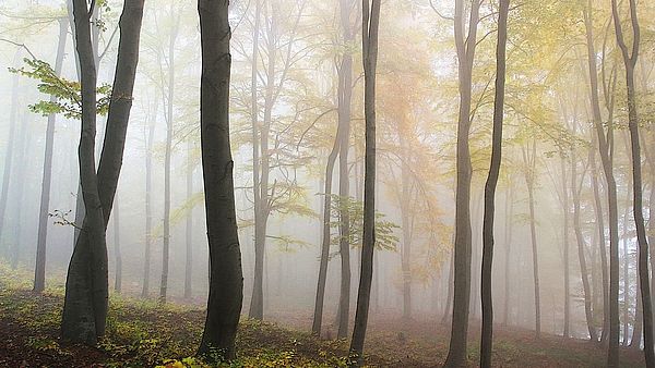 Ein Wald. Zwischen den Bäumen zieht Nebel entlang.