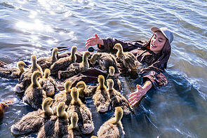 Ein Junge liegt in flachem Wasser. An seiner Seite sind viele junge Wildgänse.