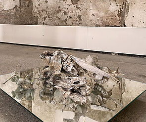 Auf einem Spiegel liegt ein Gebilde aus Knochen. Dahinter hängen Fotografien aus der Natur.