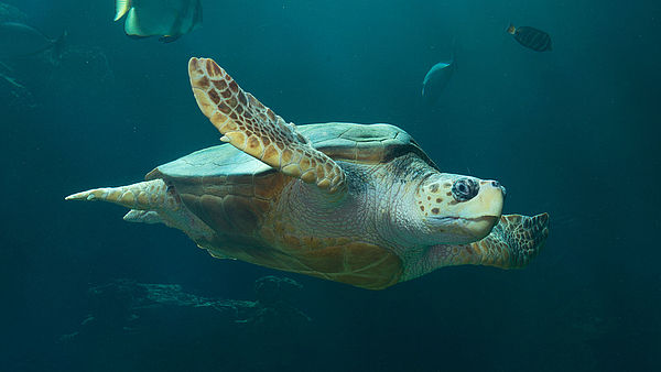 Eine Schildkröte schwimmt im Wasser.