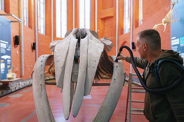 Ein Mann untersucht ein Walskelett in einer Kathedrale.