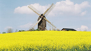 Windmühle auf einem Rapsfeld.