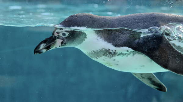 Ein Pinguin taucht im Wasser.