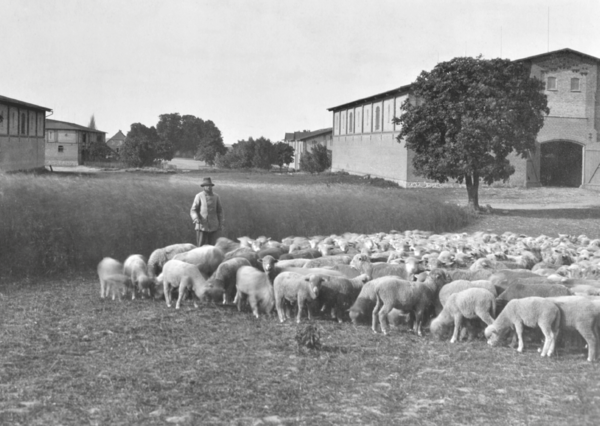 Ein altes Foto: Zu sehen ist eine Schafherde vor einem Bauernhof.