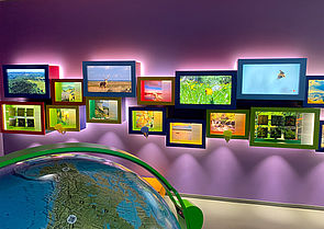 An einer lila Wand hängen viele beleuchtet Schaukästen mit Naturbildern. Im Vordergrund steht ein großer Globus. 