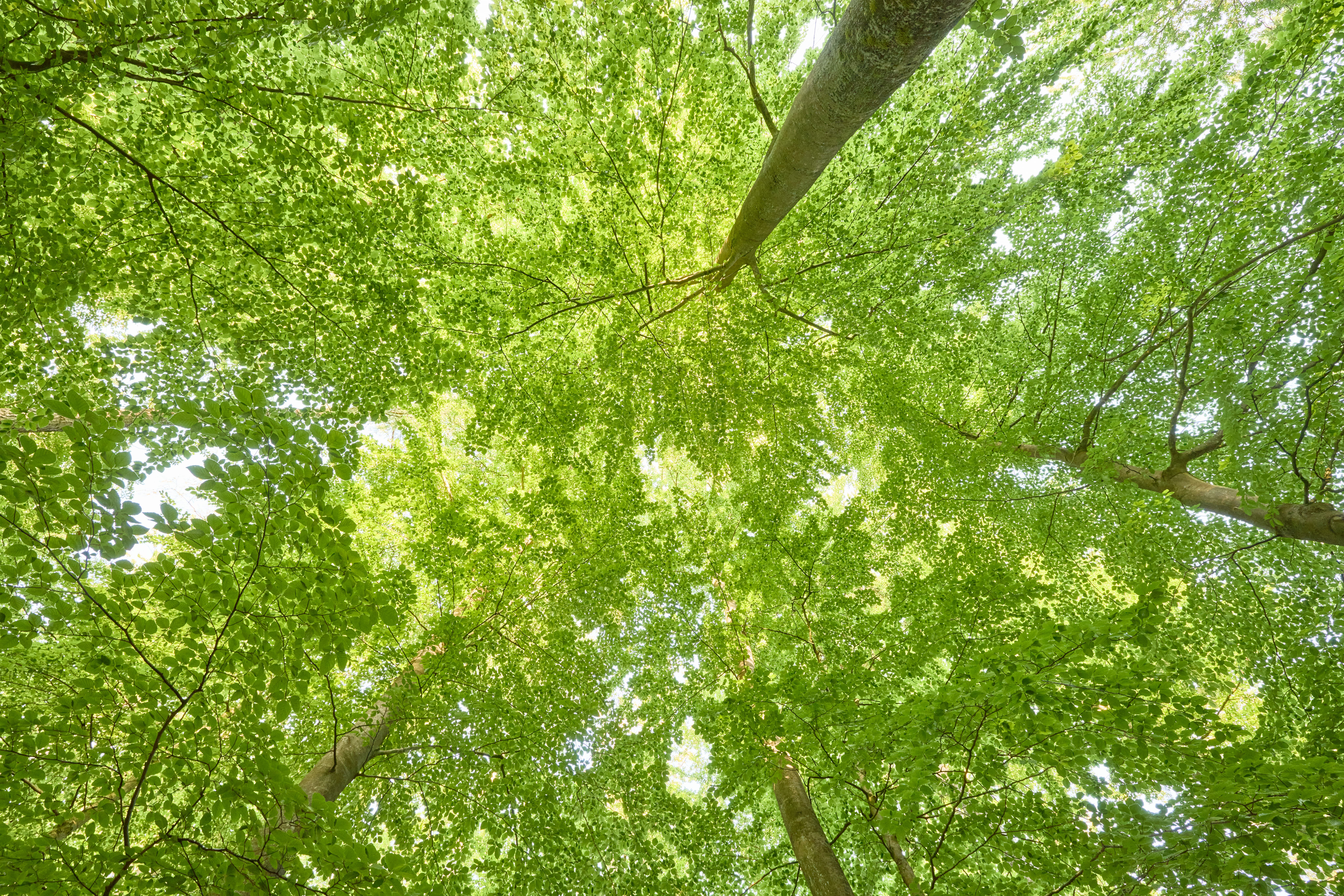 Kunstraum Wald