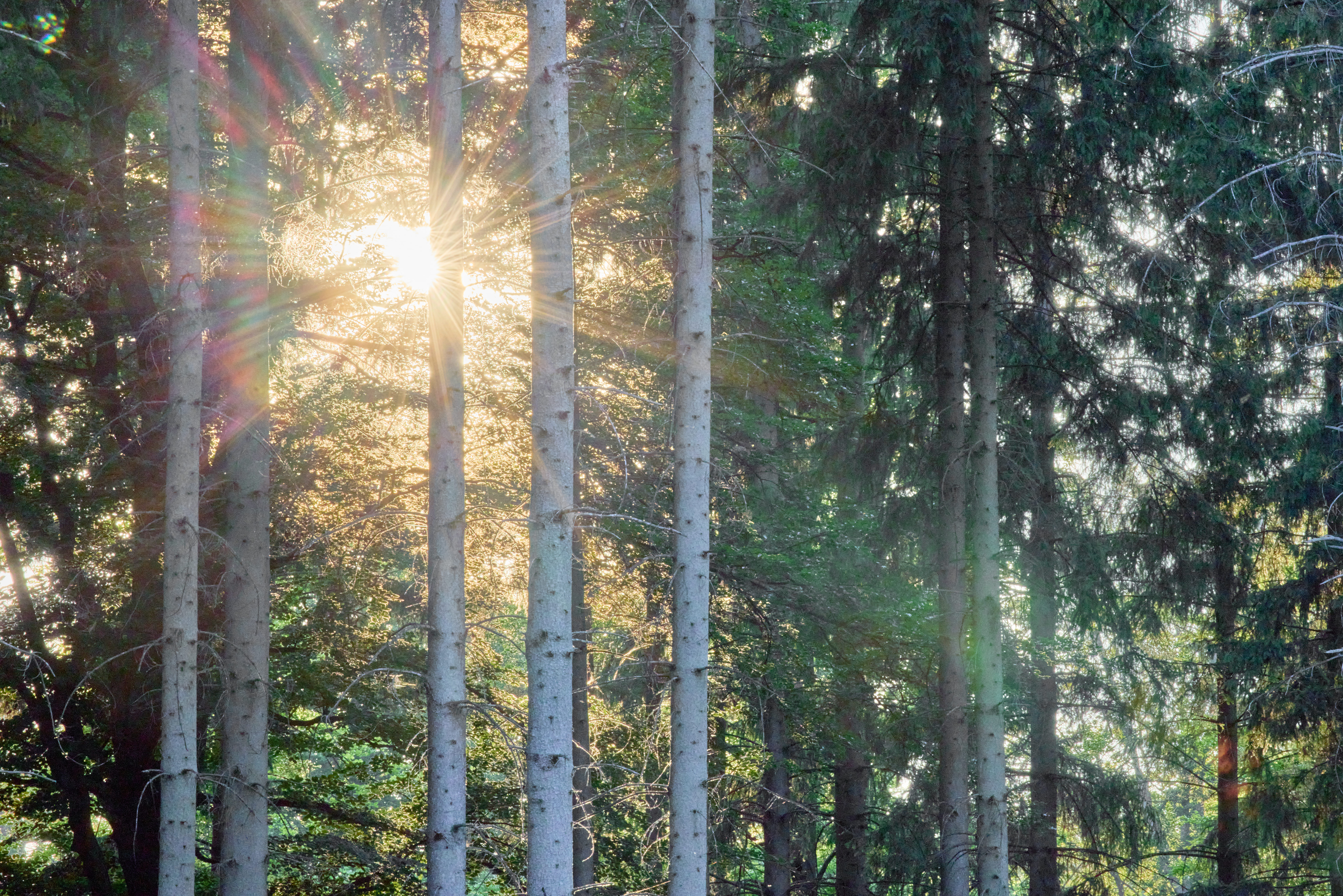 Das Erwachen der Natur